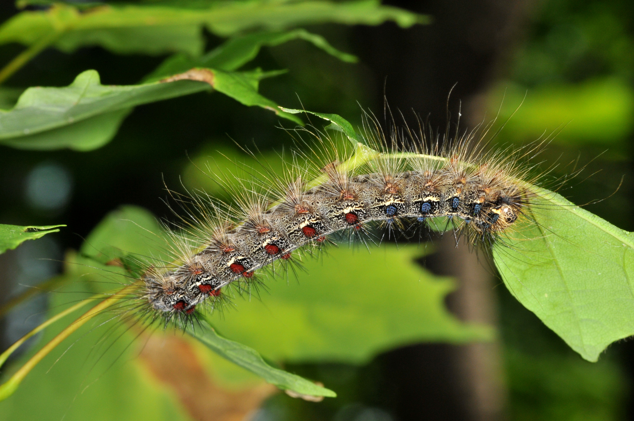 Gypsy moth adult